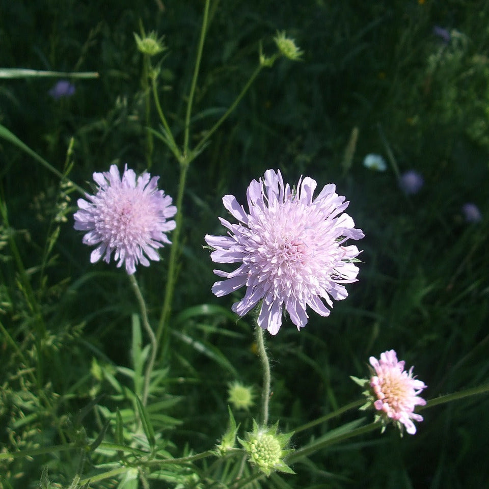 Scabiosa