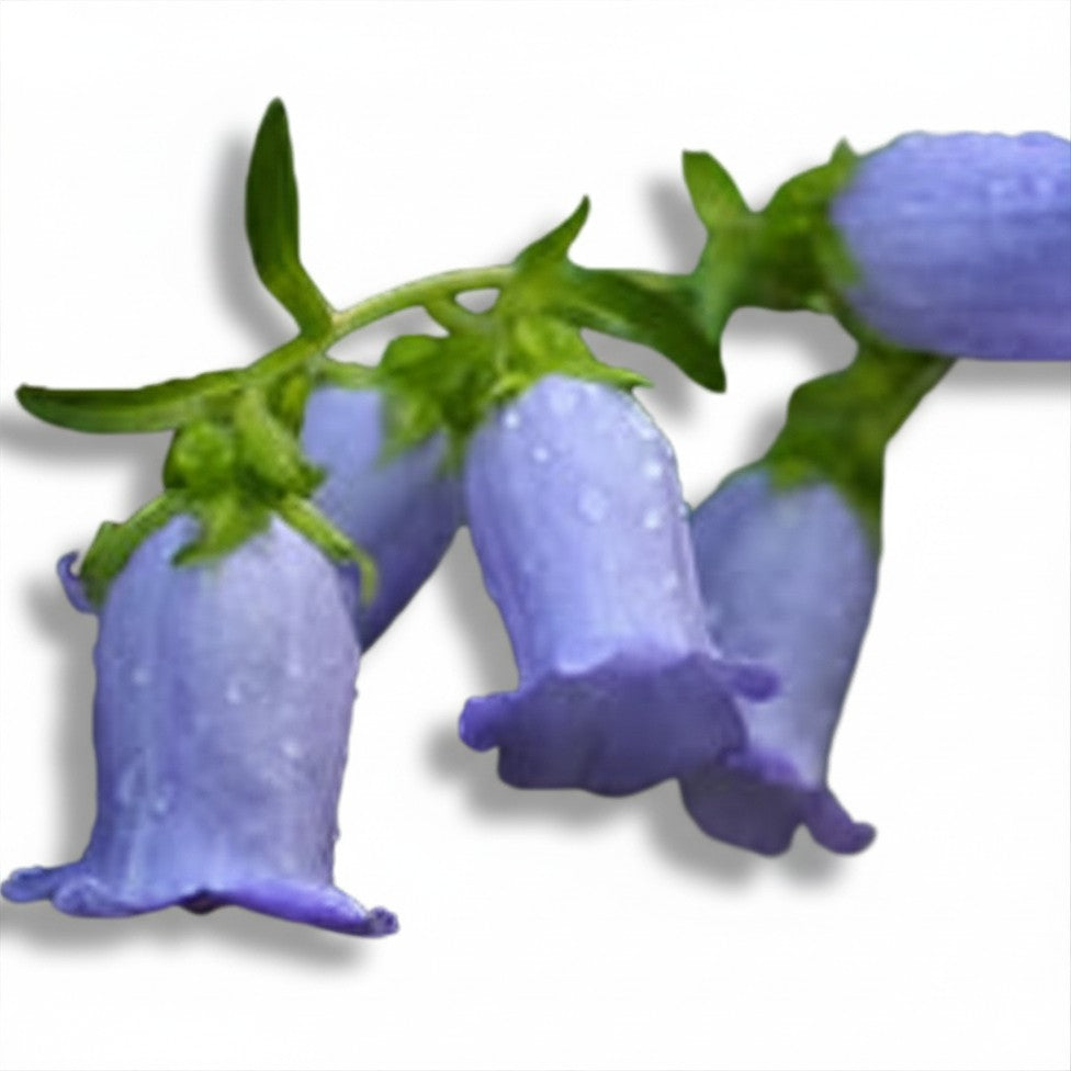 Semences de Campanula medium