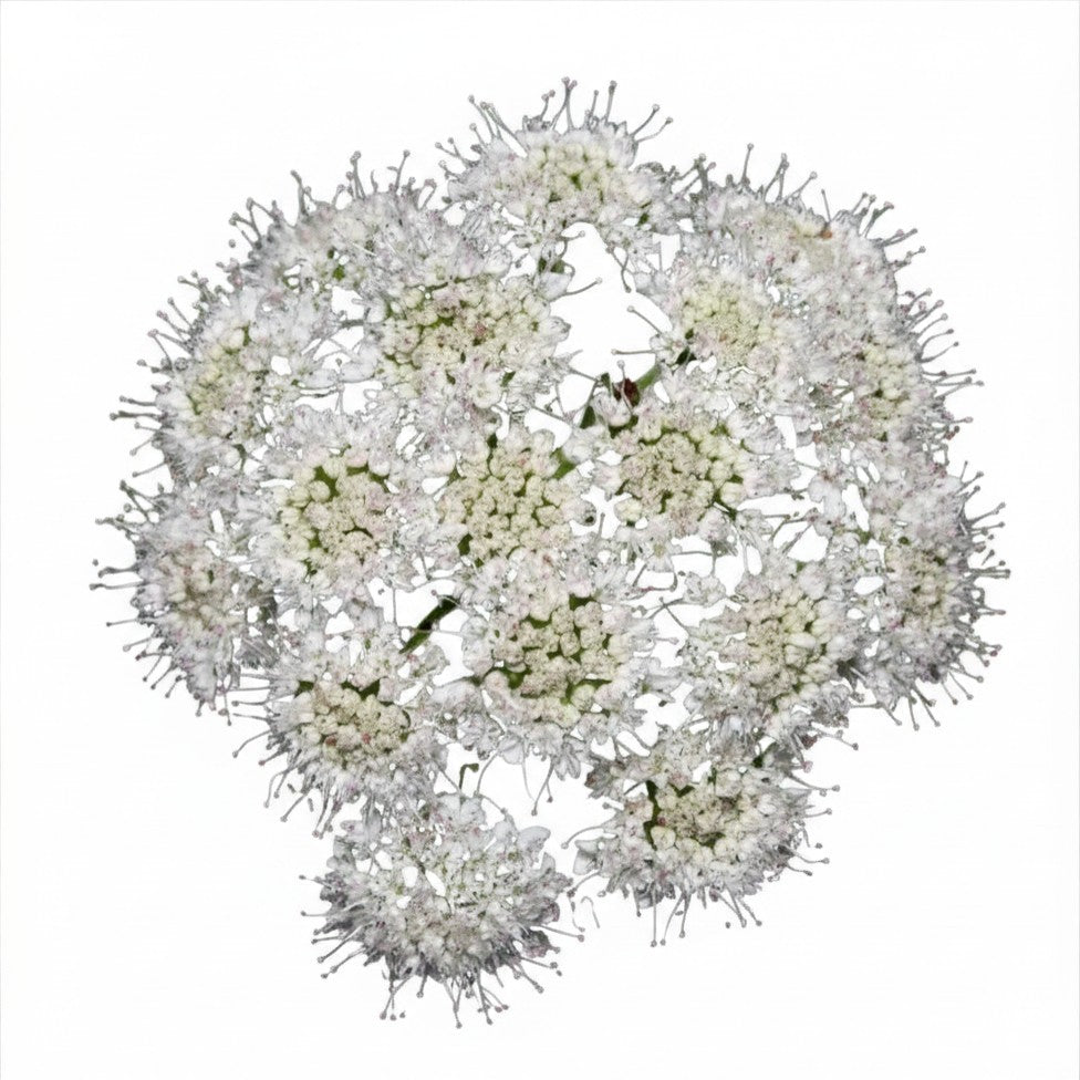 Valerian seeds