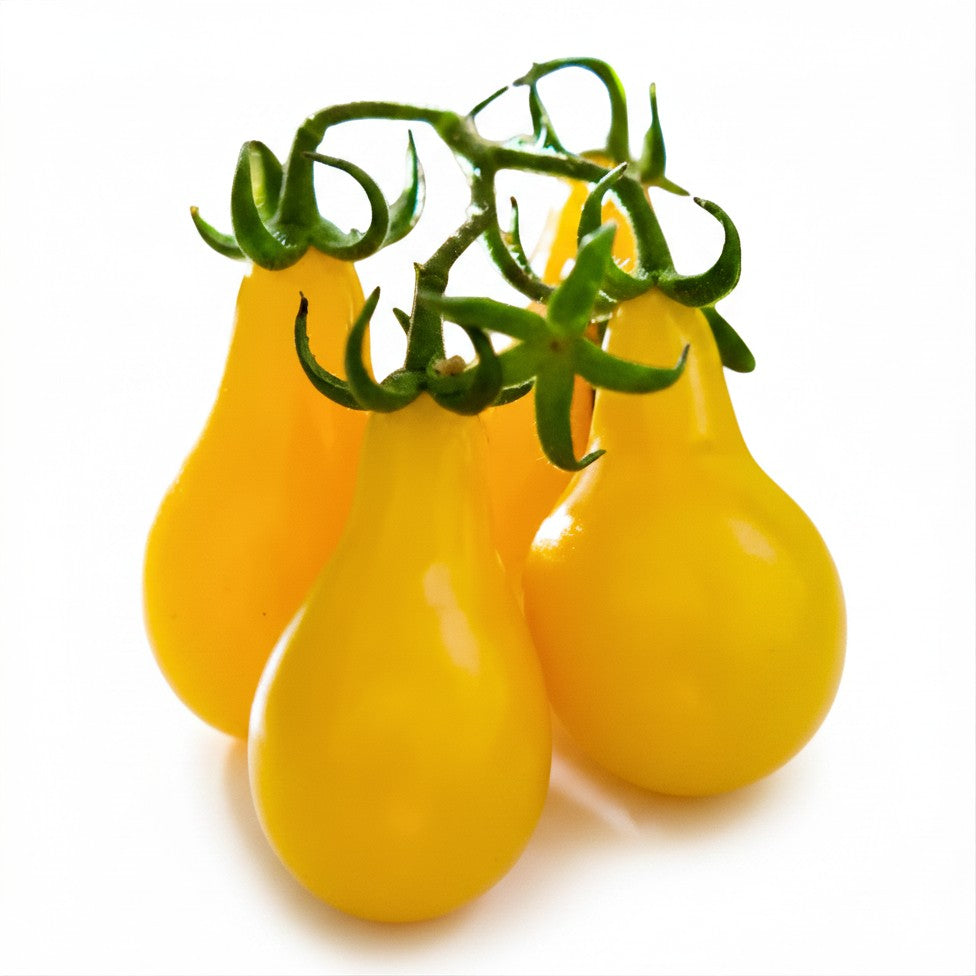 Semences de tomate Yellow Pear