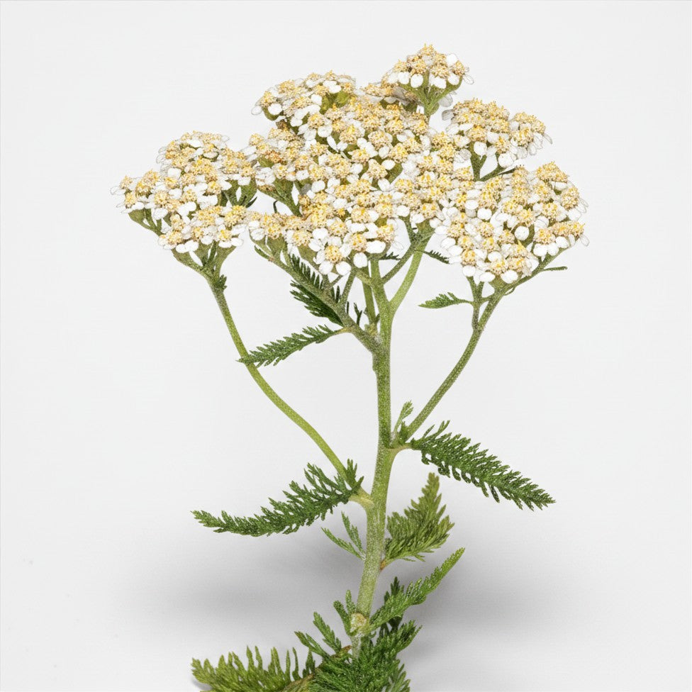 Seeds - Yarrow