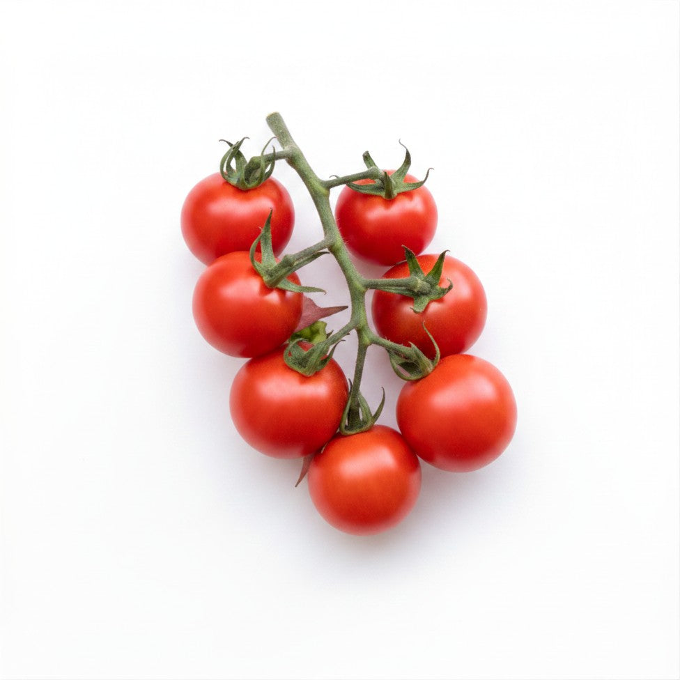 Semences de Tomate Gardener’s Delight