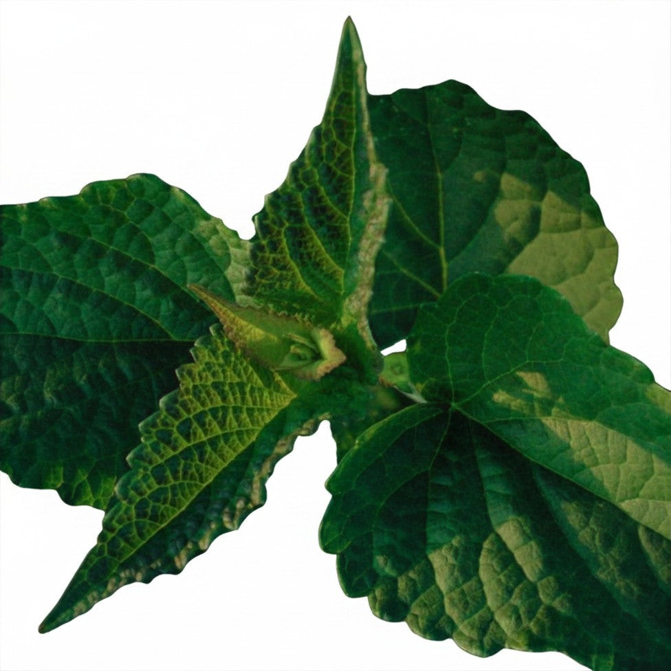 Semences de Menthe réglisse coréenne