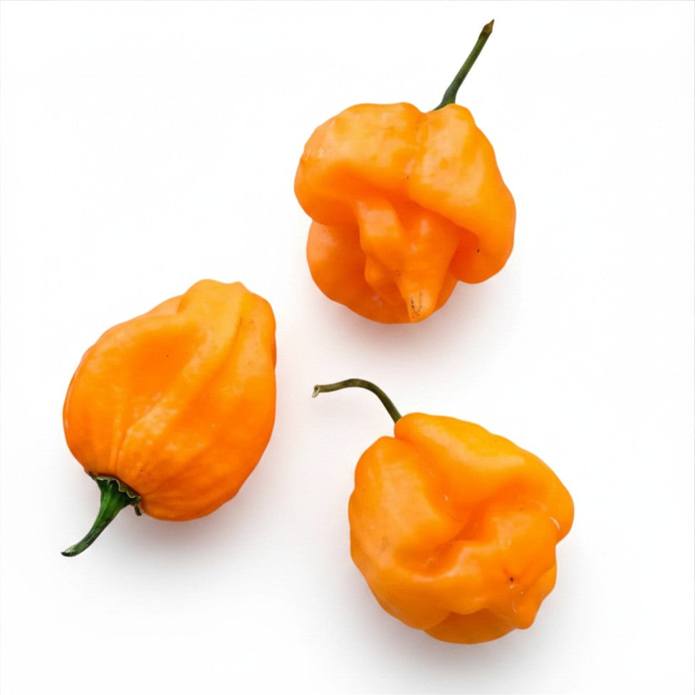 Semences de Piment Scotch Bonnet