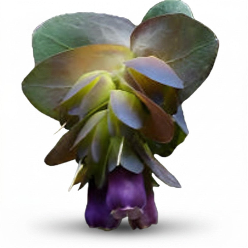 Semences de Cérinthe