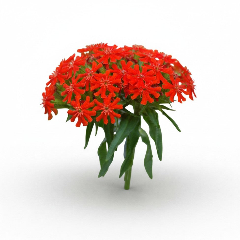 Maltese Cross (Jerusalem Cross) Seeds