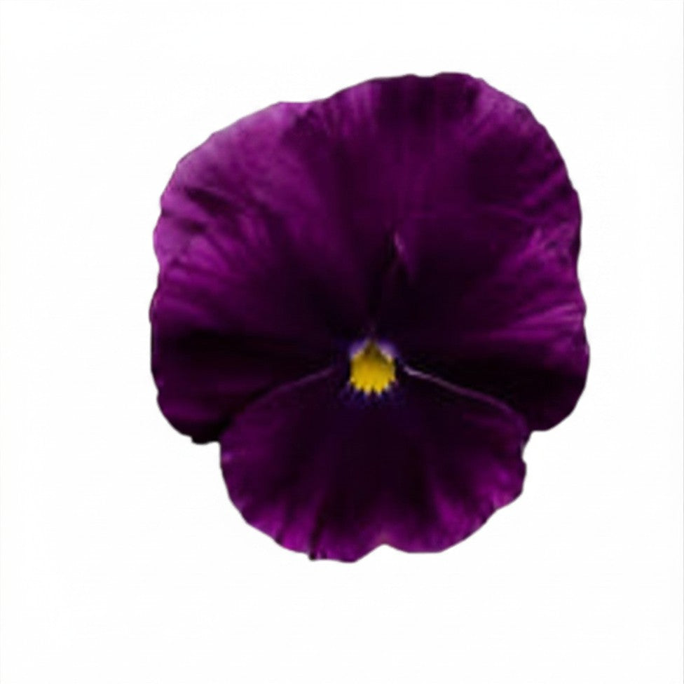 les Pensées (Pansy) - Semences