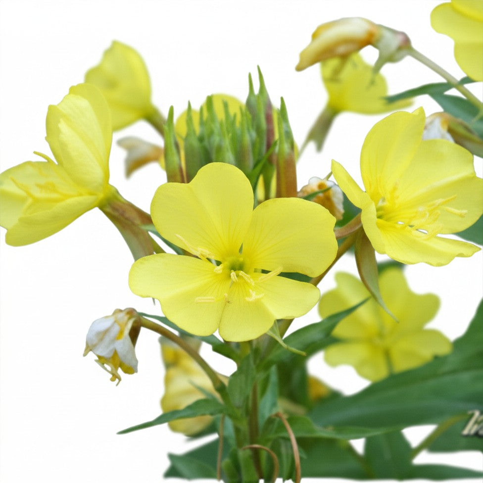 Seeds - Evening Primrose