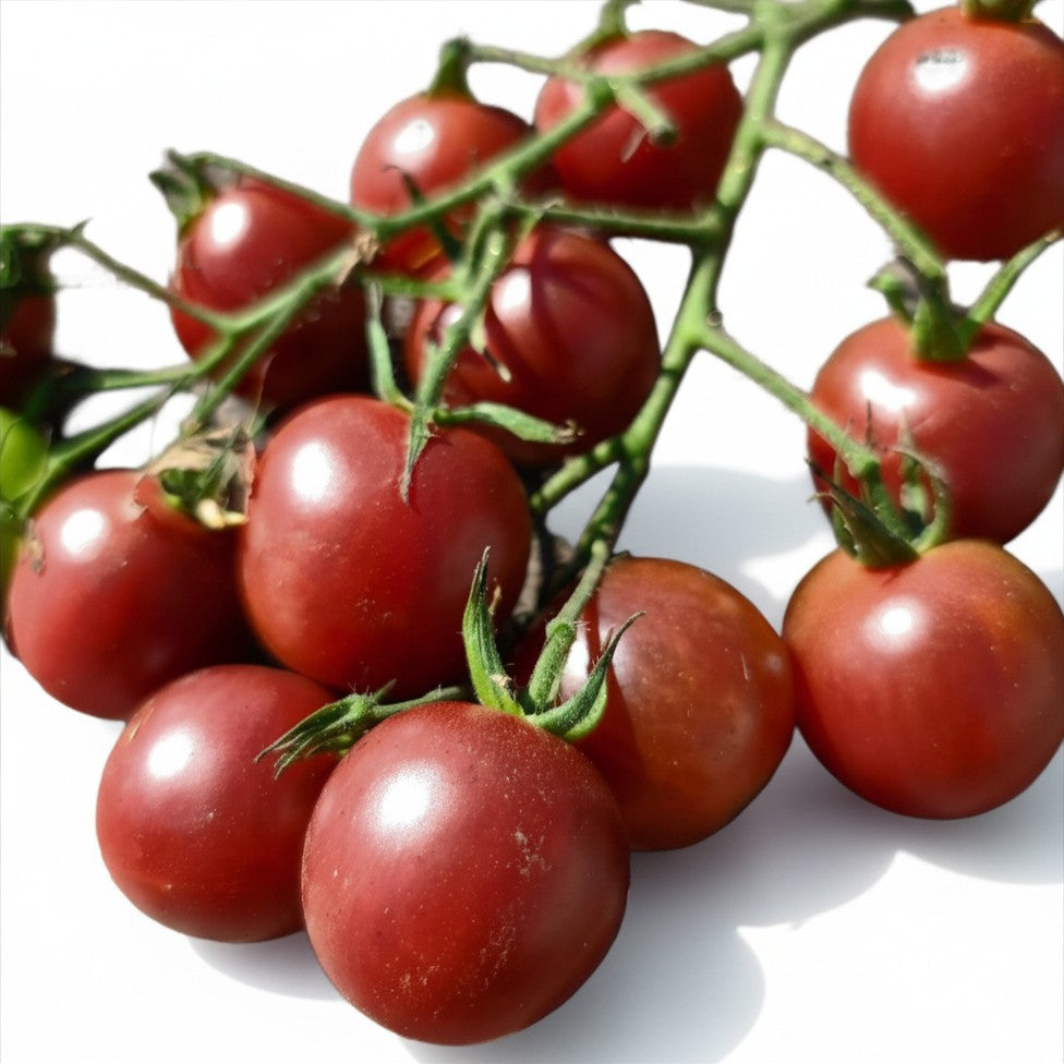 Semences de Tomate Black Cherry