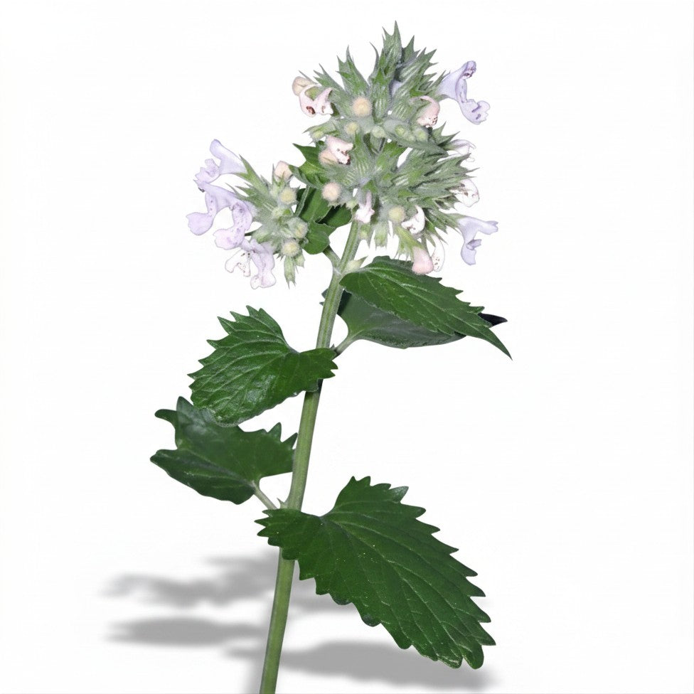 Catnip seeds