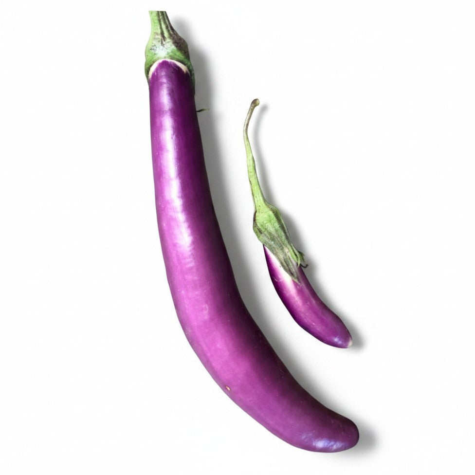 Semences - Aubergine Ping Tung