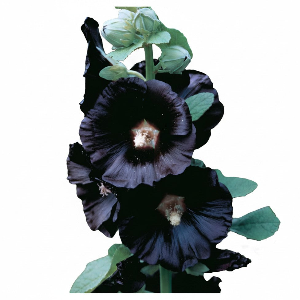 Trémière noire