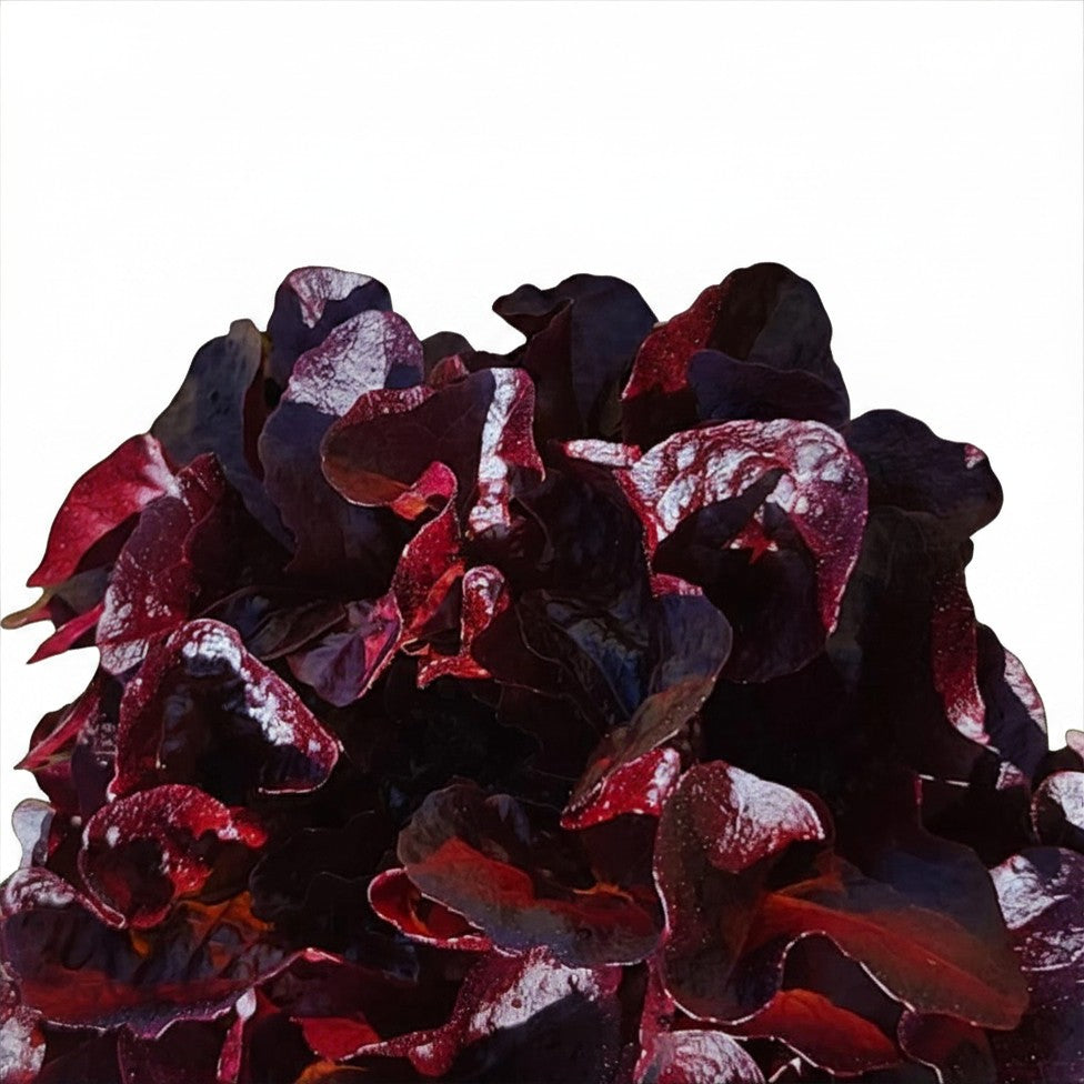 Semences de Laitue romaine rouge