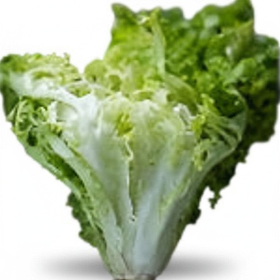 Greek Curly Endive Seeds