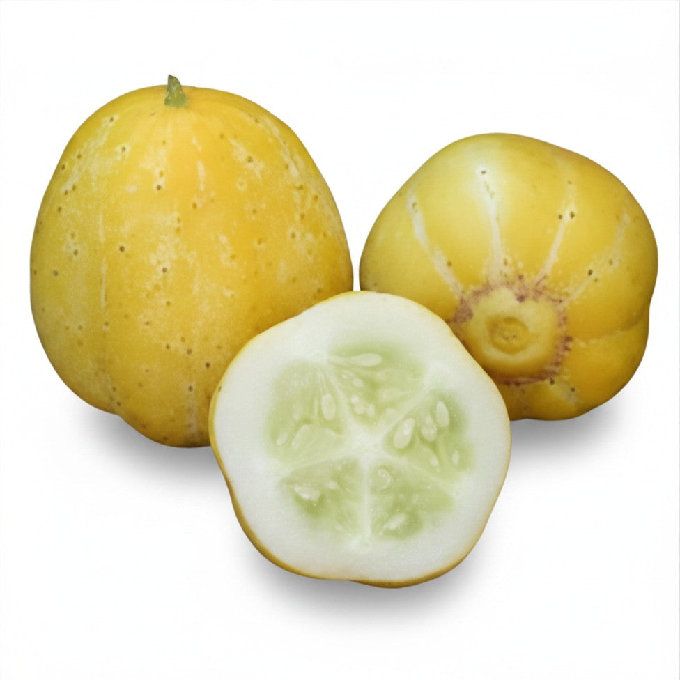 Semences de Concombre citron