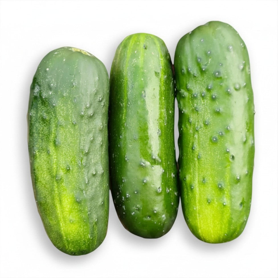 Semences de concombre