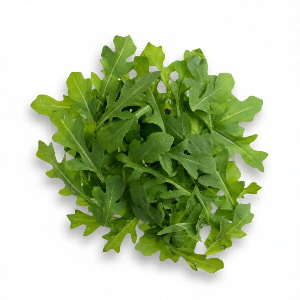 Semences de roquette