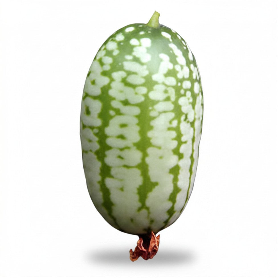 Cucamelon Mouse Melon Seeds