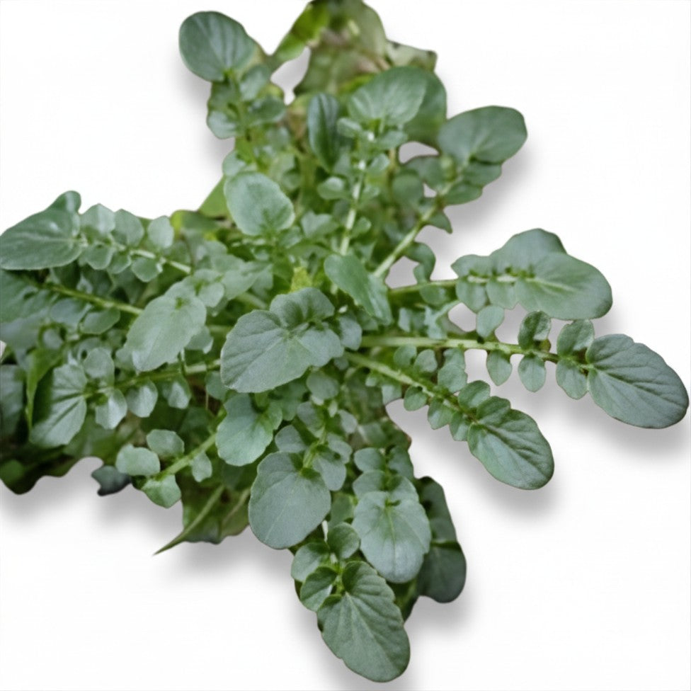 Upland Cress Seeds