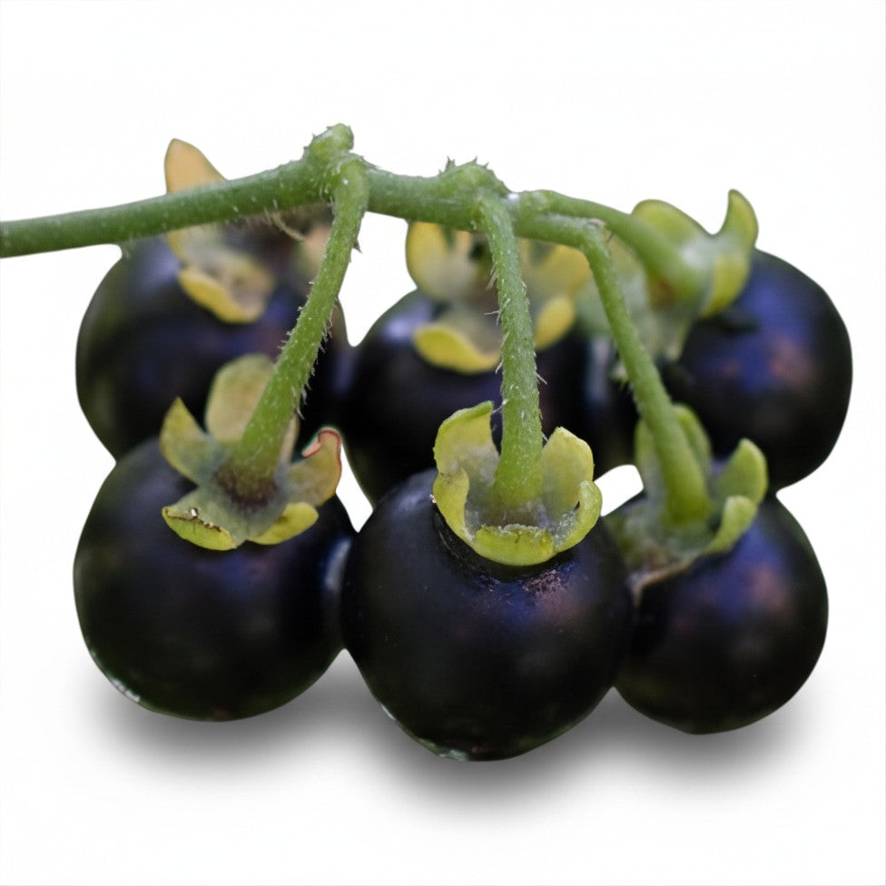 Sunberry seeds