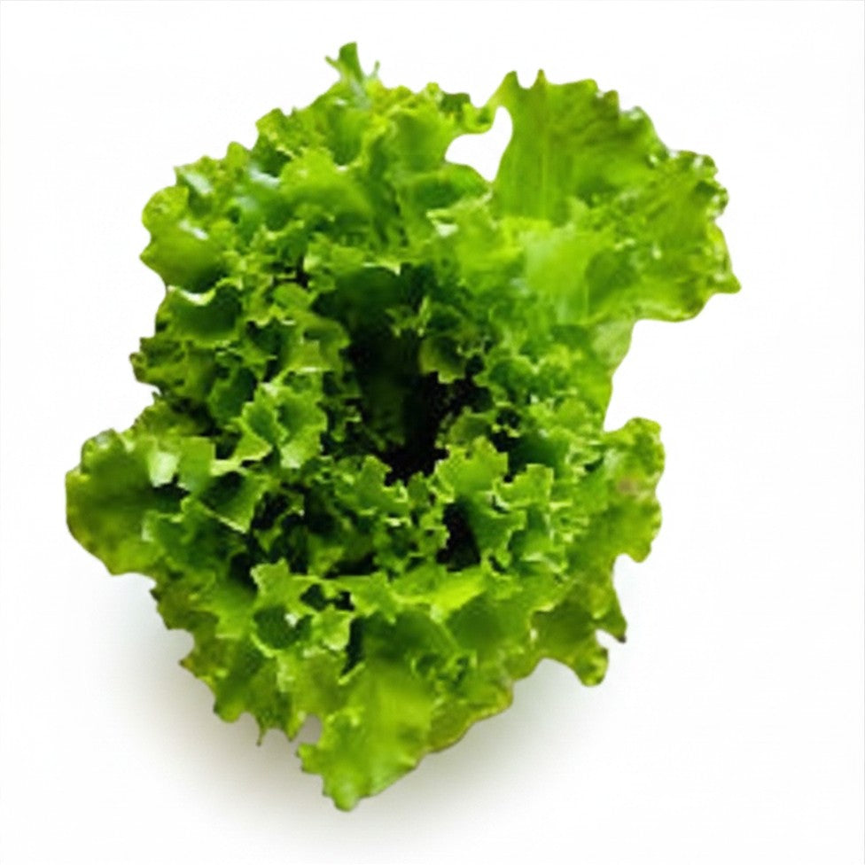 Semences Laitue frisée verte