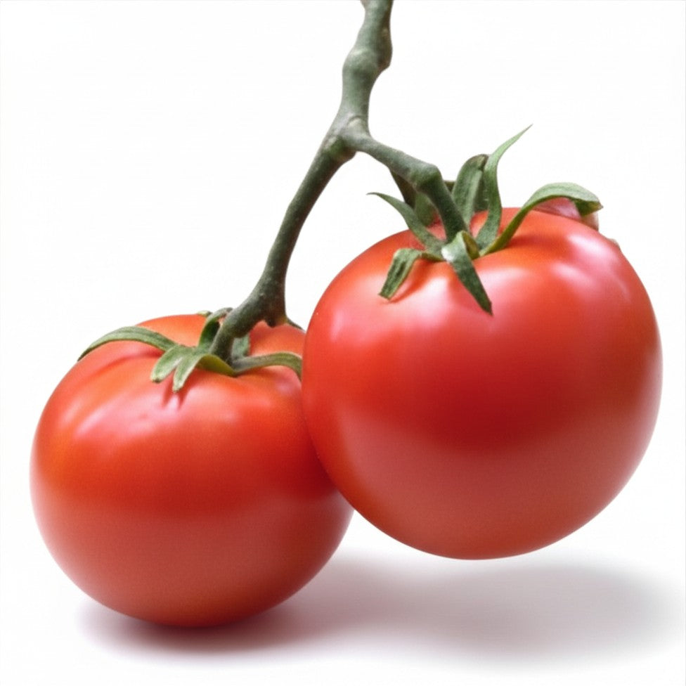 Semences de Tomate Manitoba