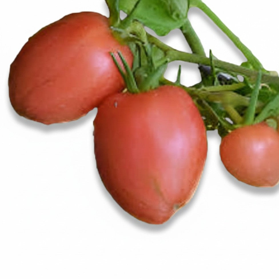 semences de tomate Maida's Kootenai Giant