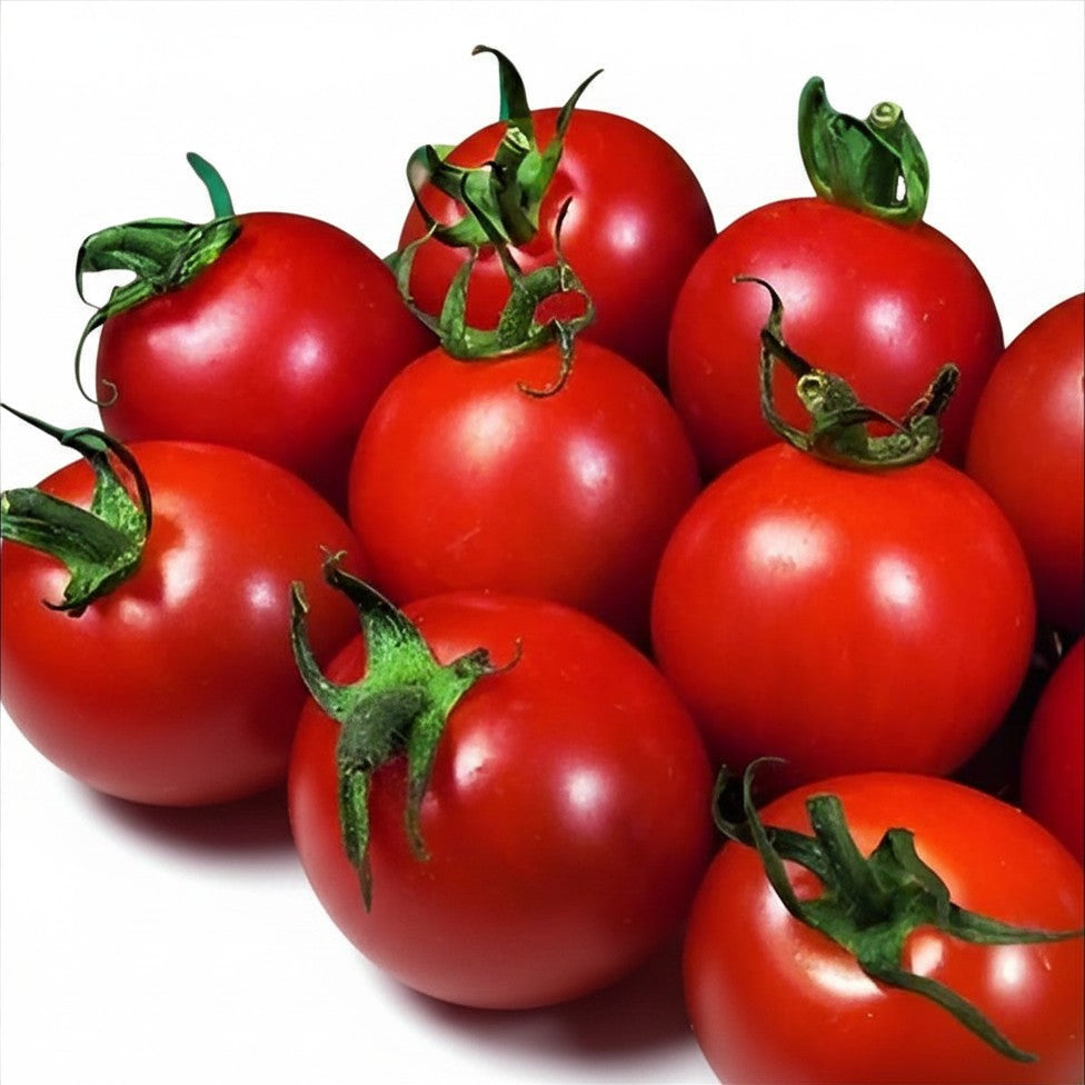 Semences de Tomate Alicante