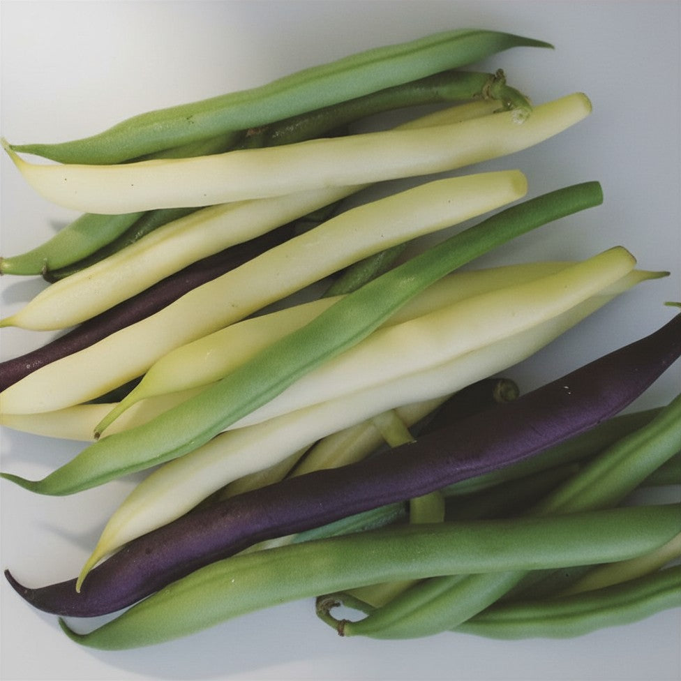 Semences de haricots nains