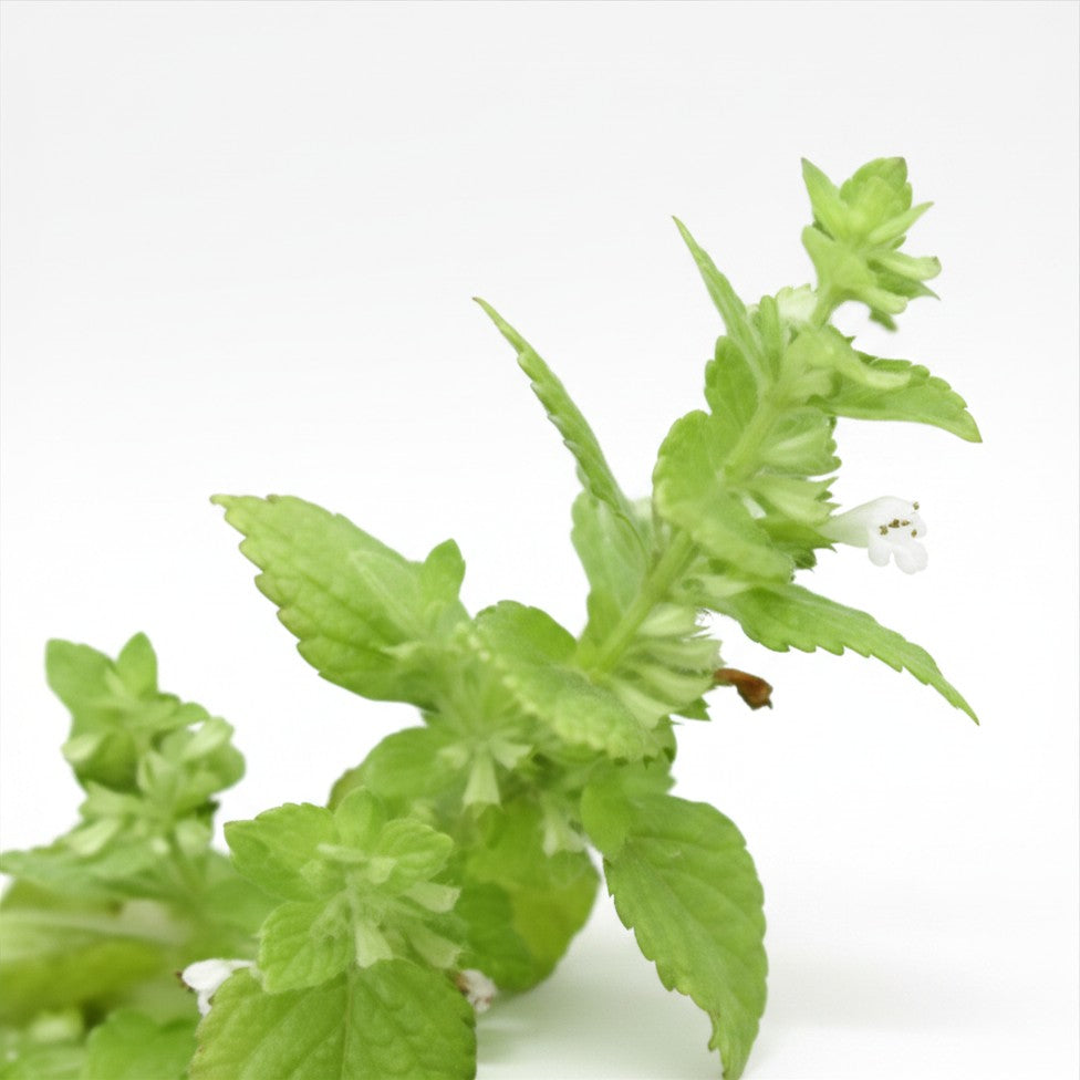 Semences de Mélisse officinale