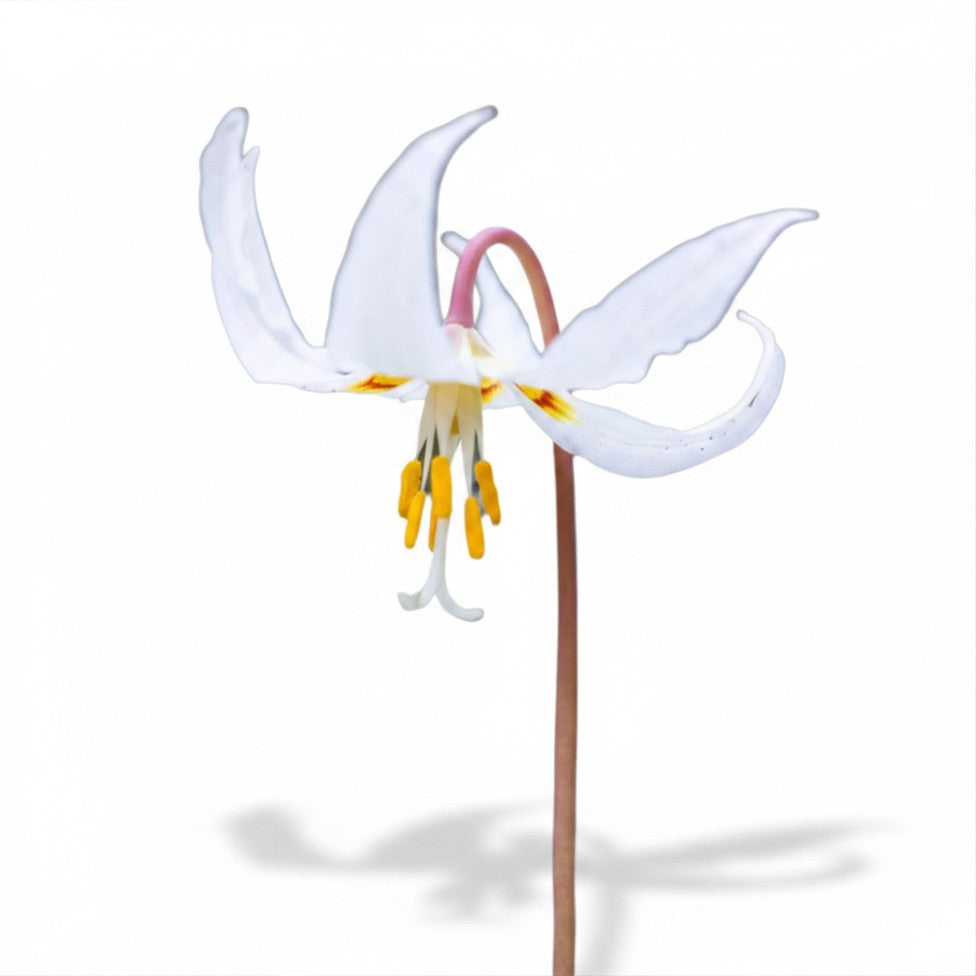 Semences de Lis blanc du printemps