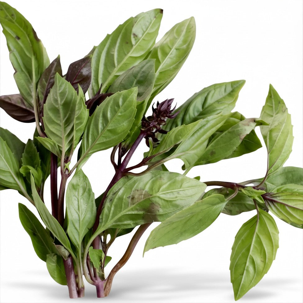 Semences de Basilic thaï