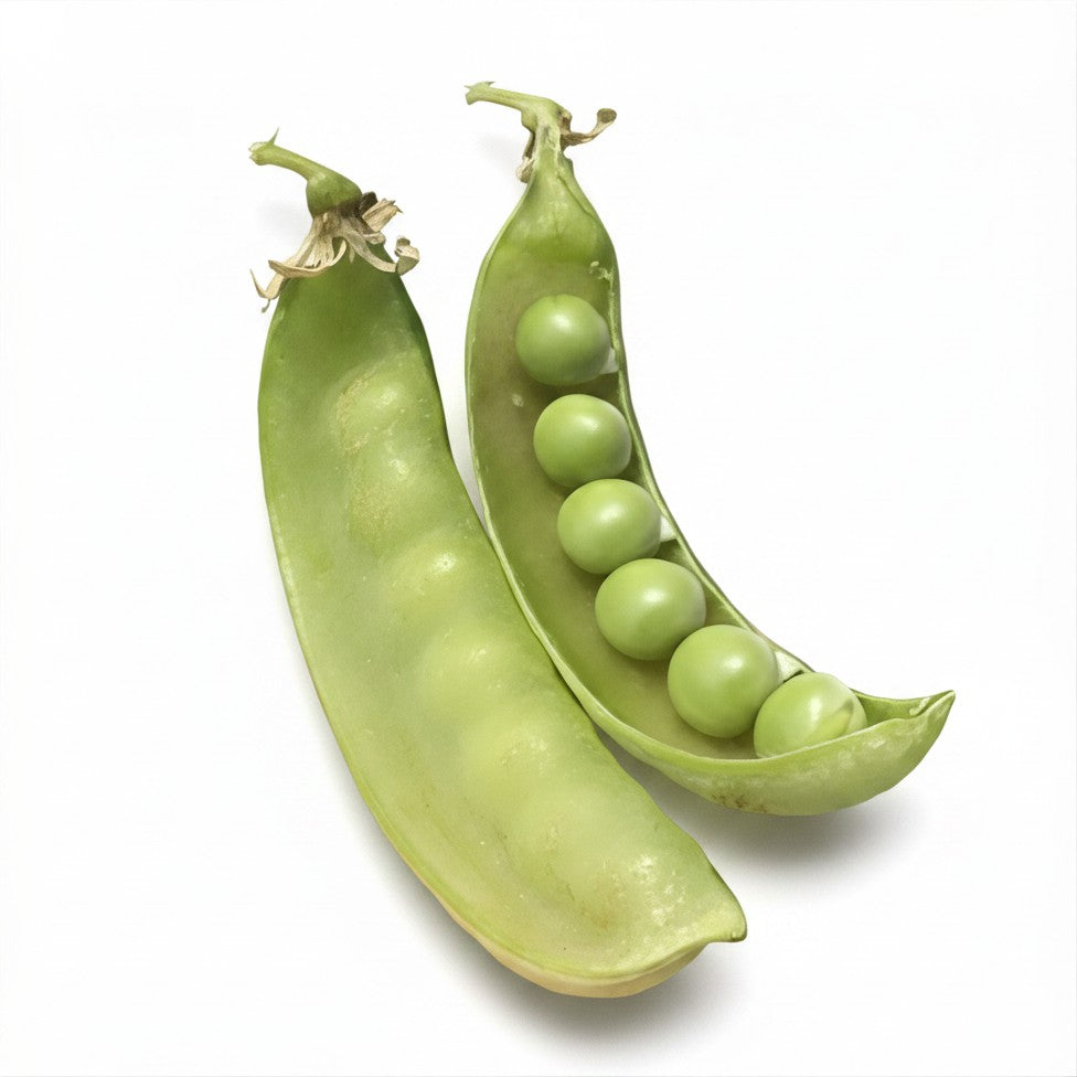 Semences de pois Oregon Sugar Pod