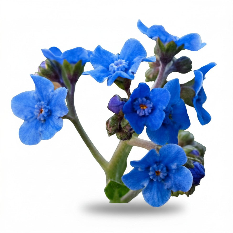 Semences de myosotis chinois