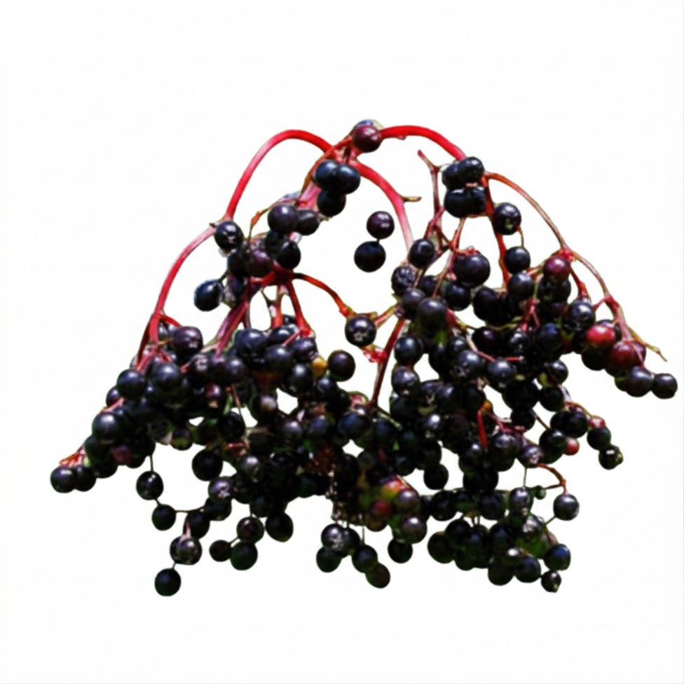 European Black Elderberry Seeds