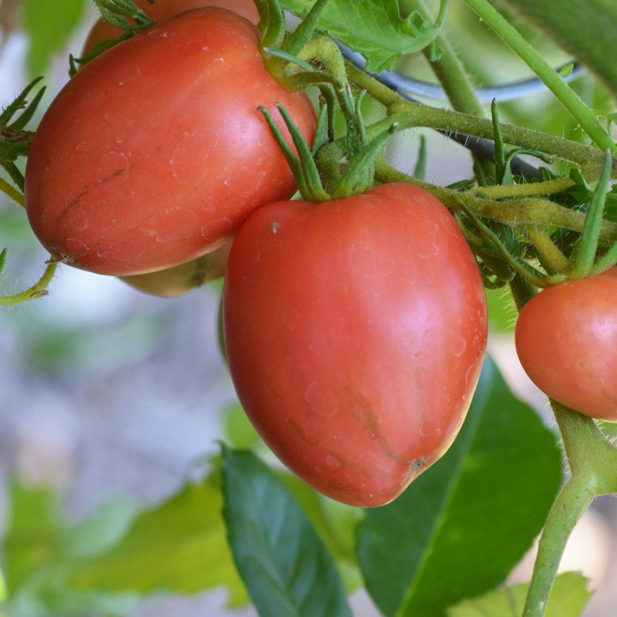 semences de tomate Maida's Kootenai Giant