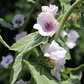 Semences de Guimauve (Marshmallow)