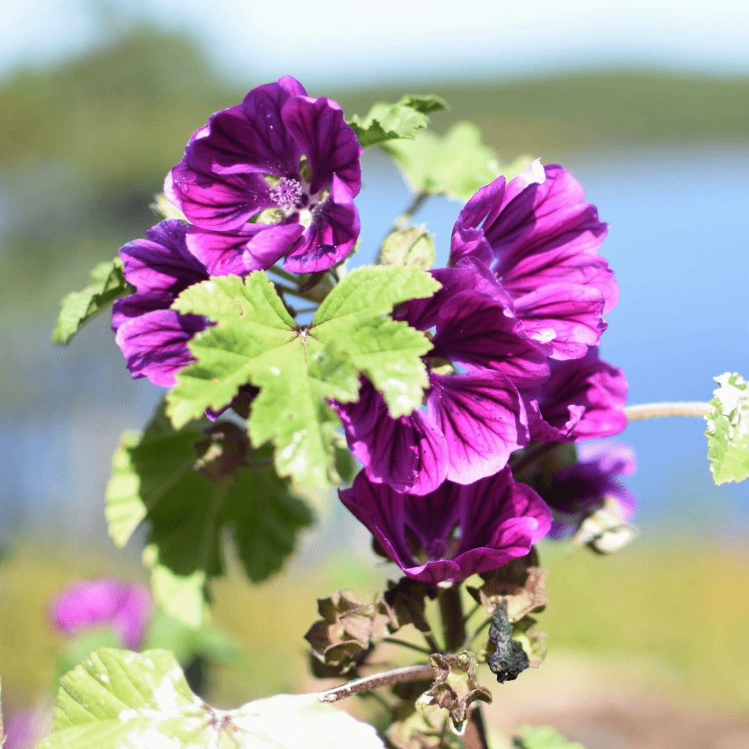Wild Mallow - Dried Flowers & Leaves