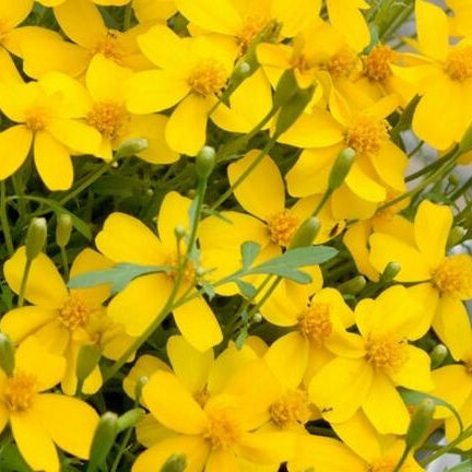 Semences de souci menthe mexicain (Mexican Mint Marigold)
