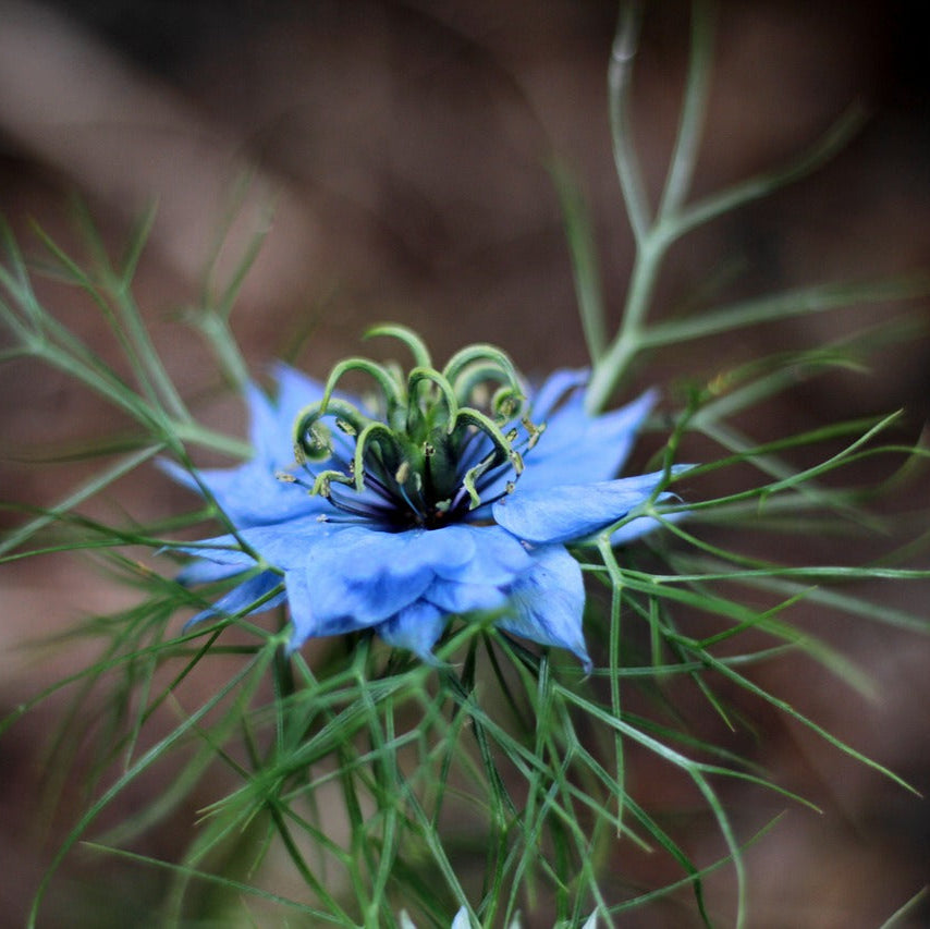 Semences de Nigelle