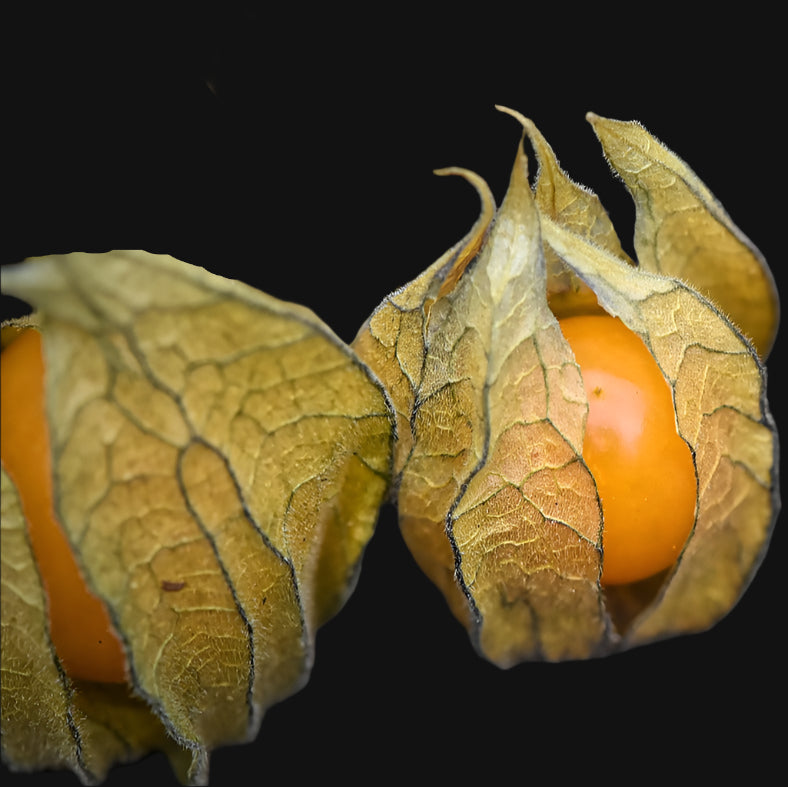 Semences de physalis du Cap (Cape Gooseberry)