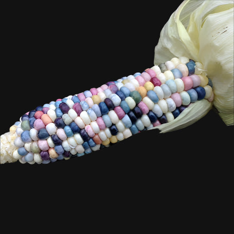 Semences de Maïs coloré