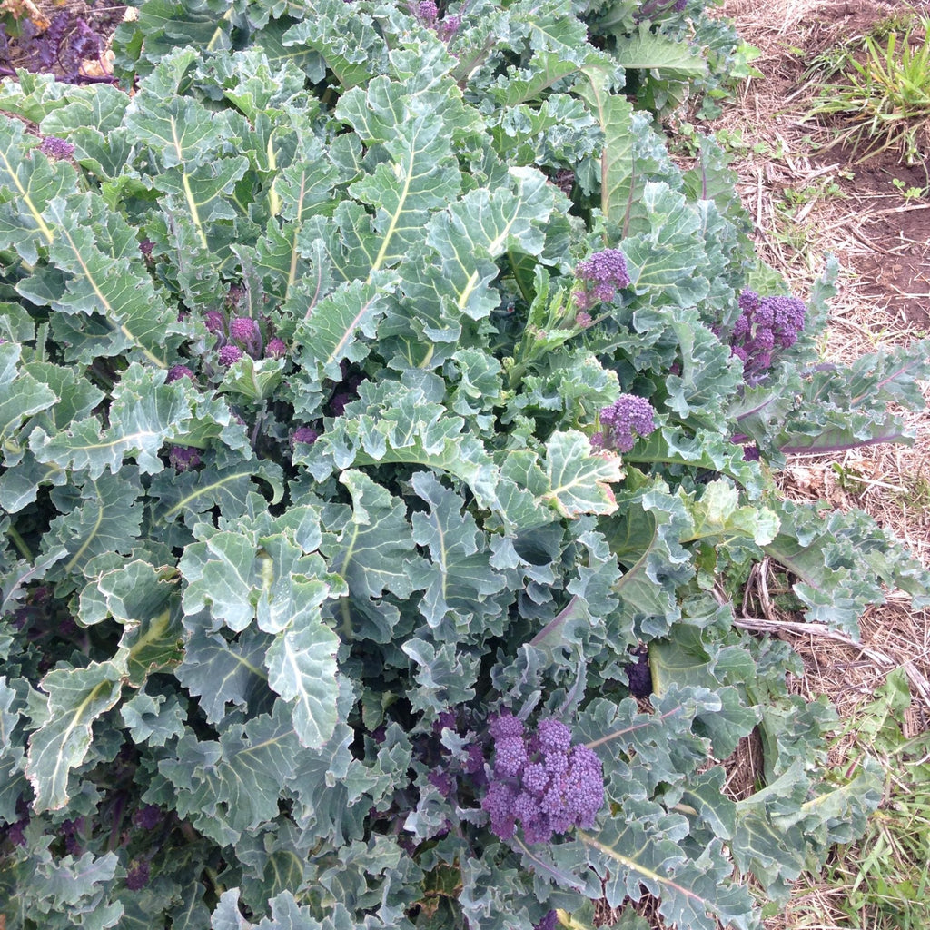 Purple Sprouting Broccoli Seeds