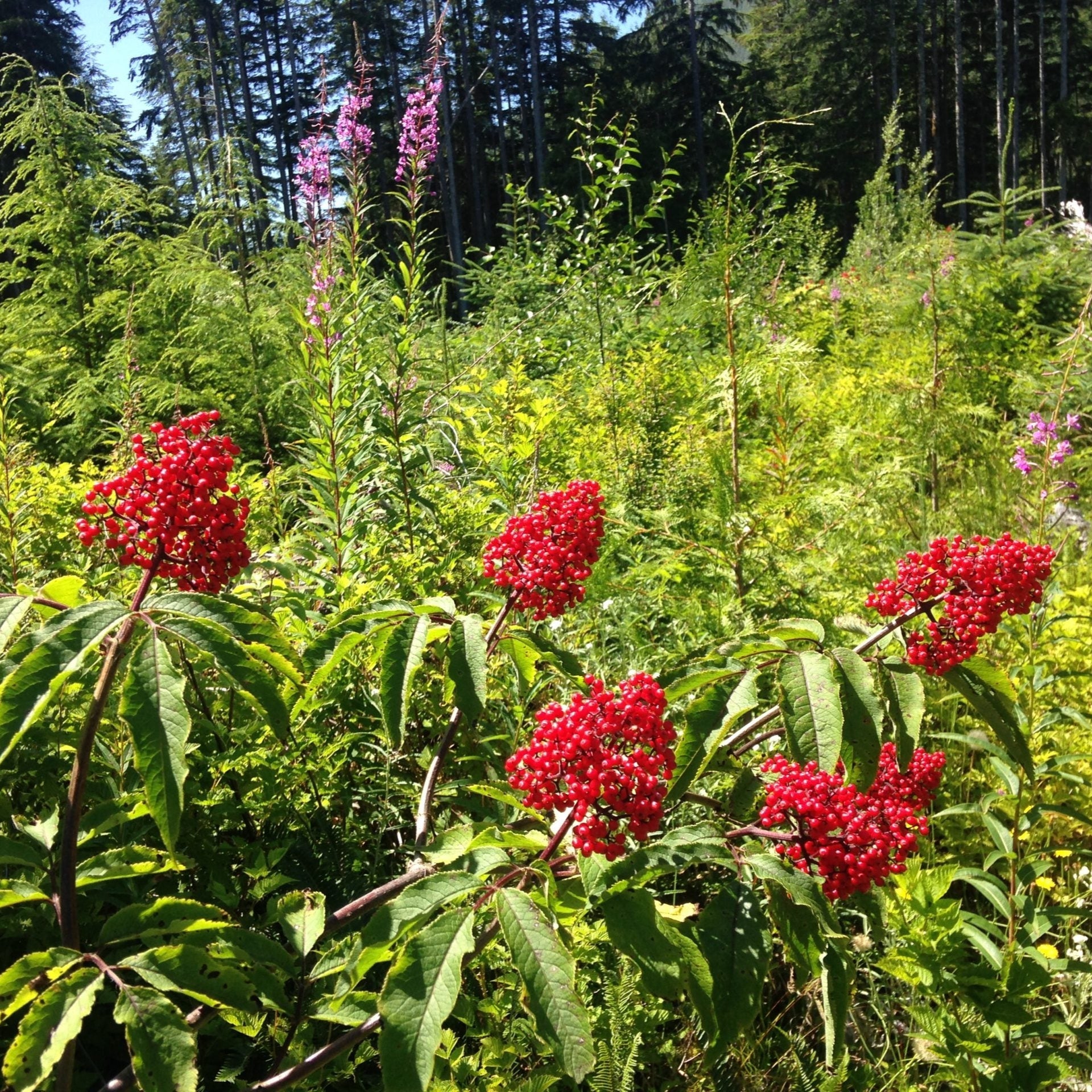 Semences de Sureau rouge