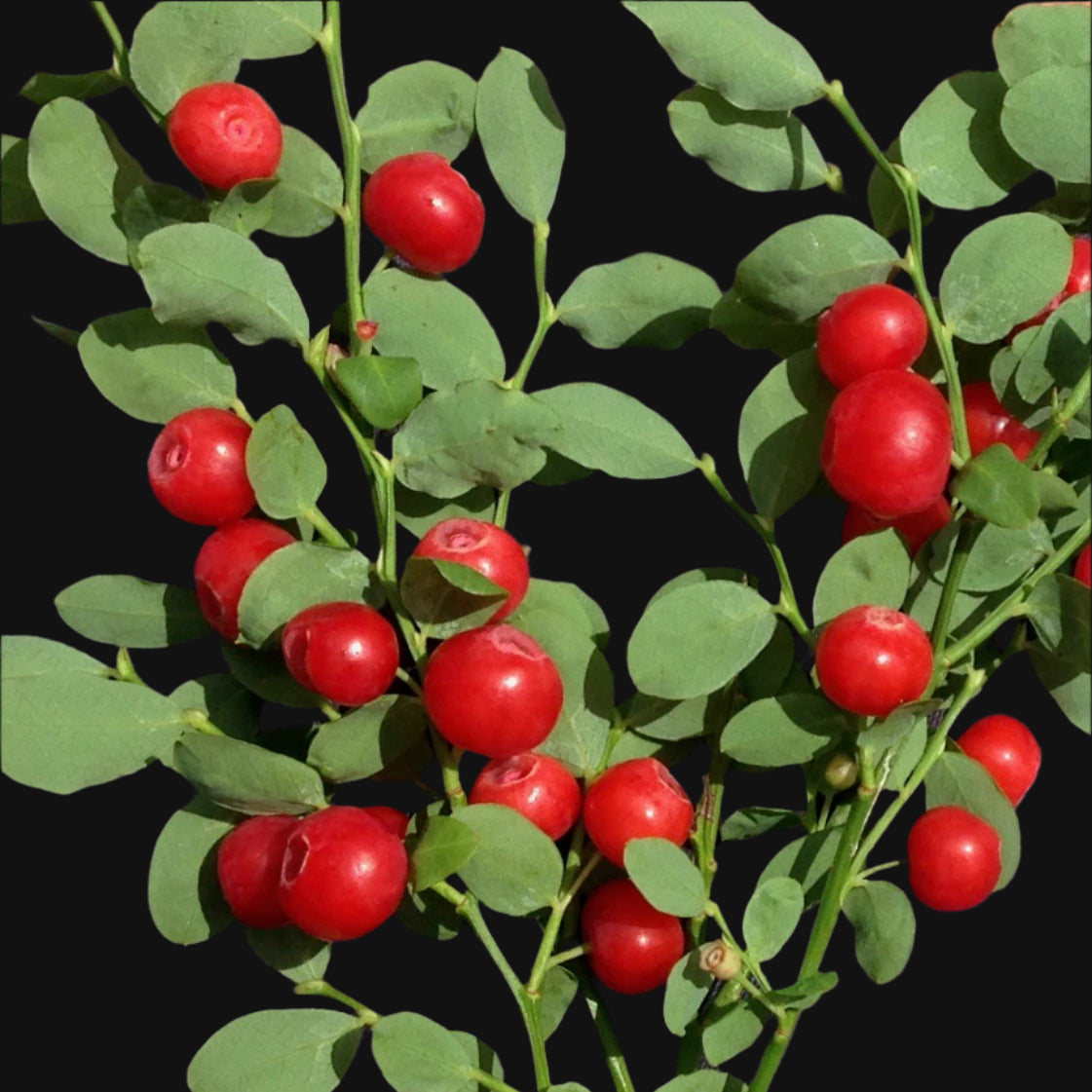 Red huckleberry seeds