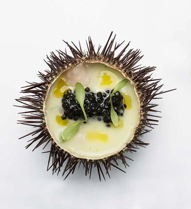 Caviar DaVinci – Esturgeon de l’Adriatique