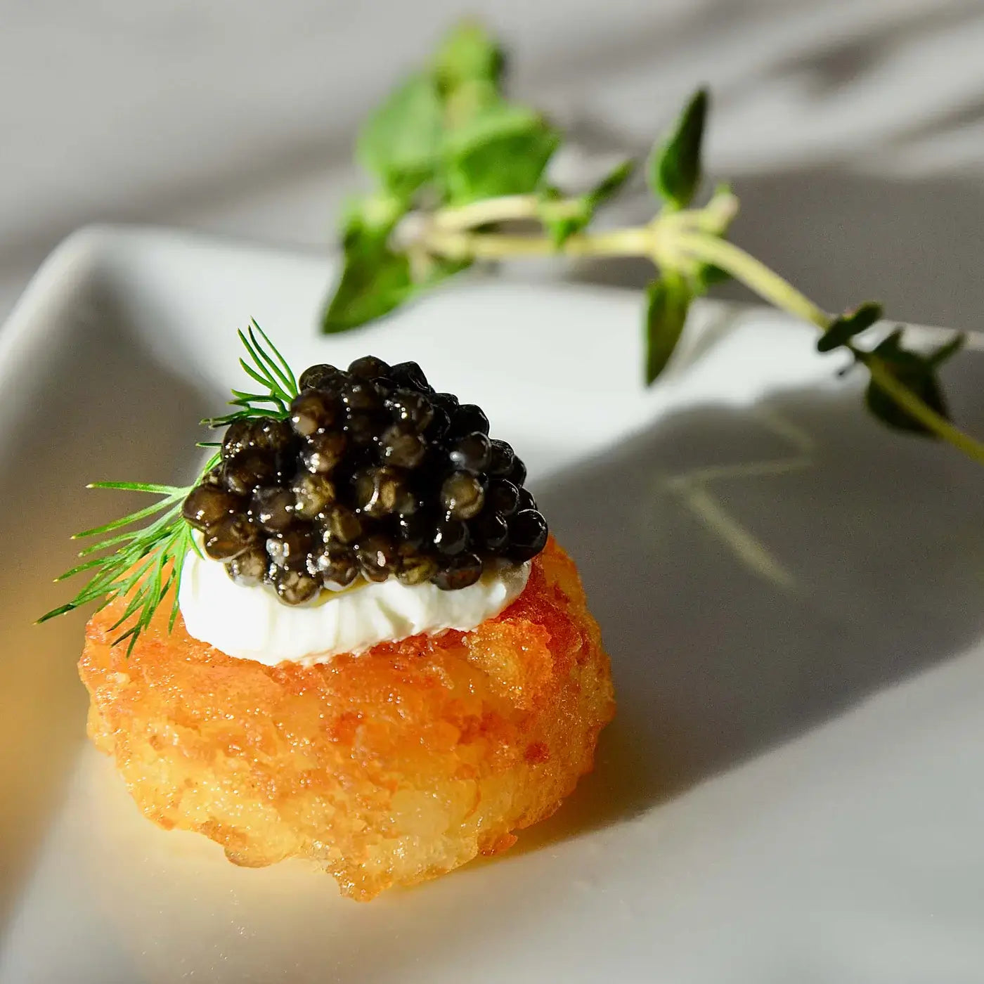 Caviar sibérien - Baerii
