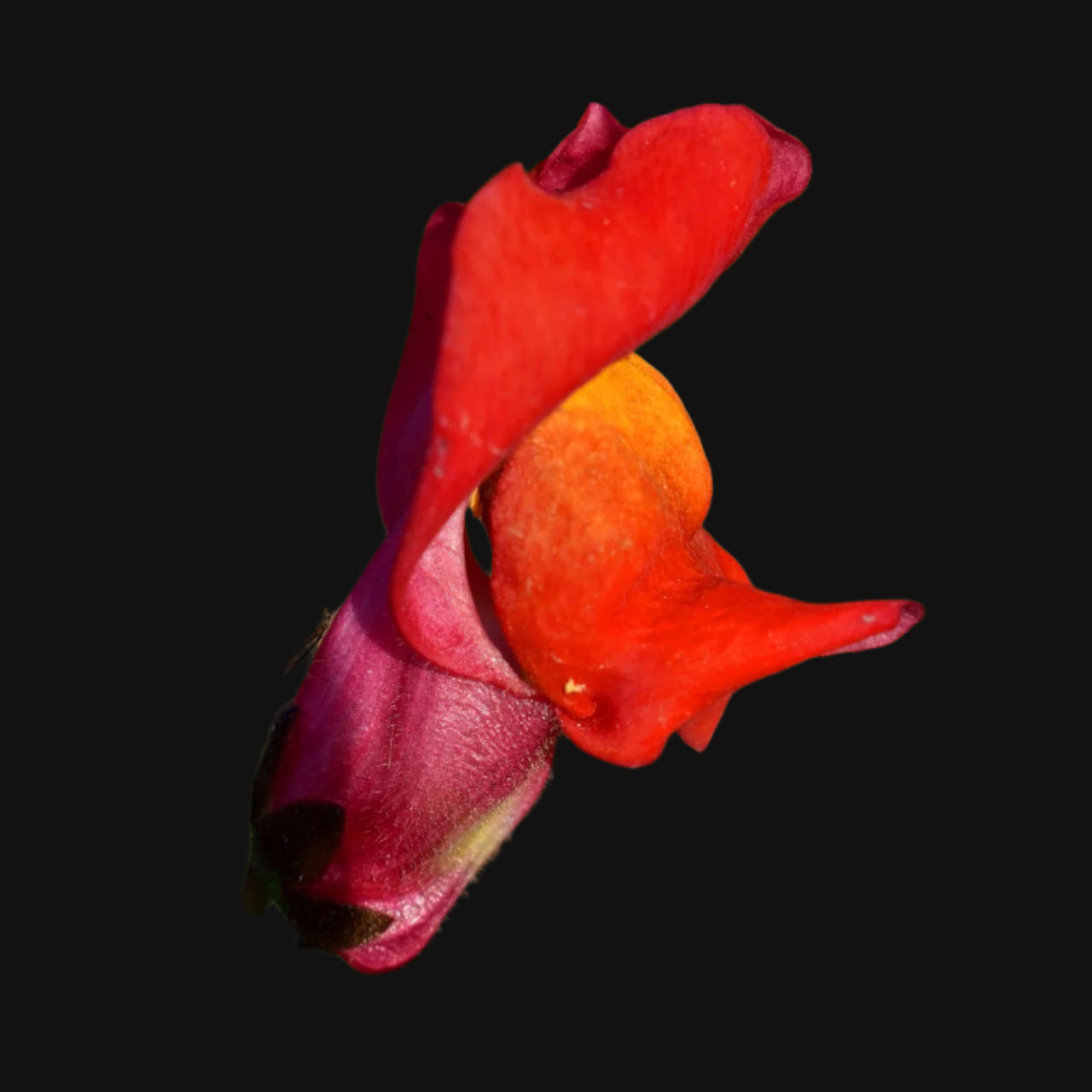 Semences de mélange de mufliers (Snapdragon Mix)