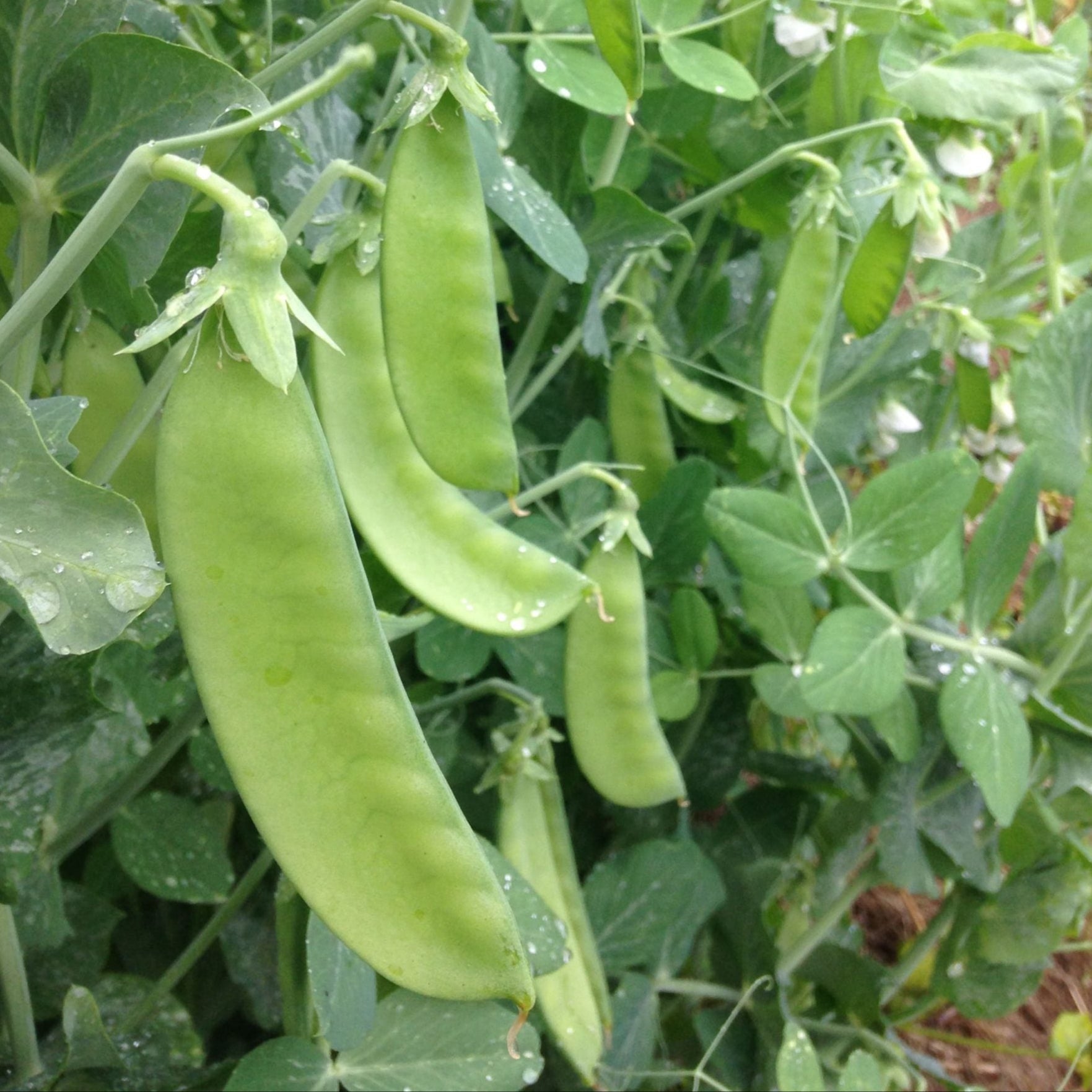 Semences de pois Oregon Sugar Pod