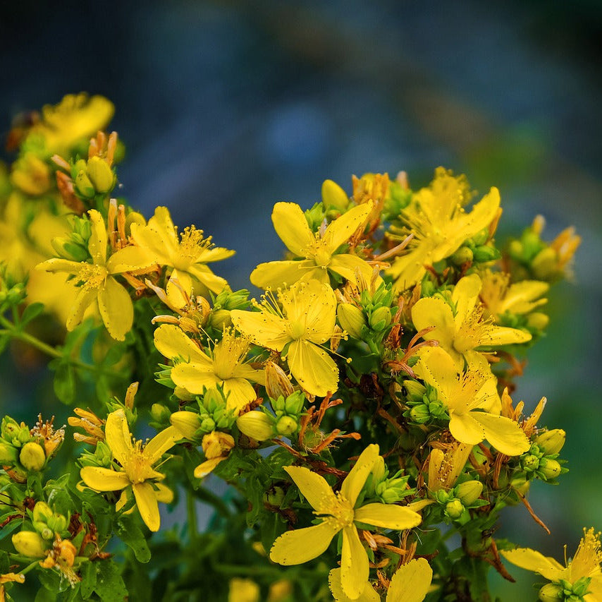 Semences de millepertuis (St John's Wort)
